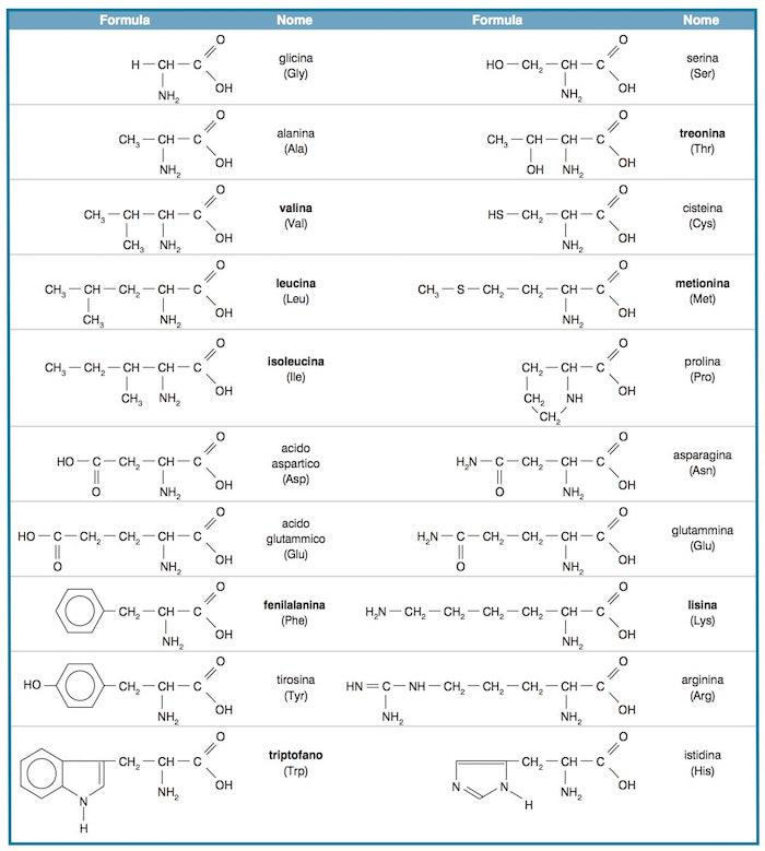 tabella chimica aminoacidi bcaa ed essenziali (eaa)