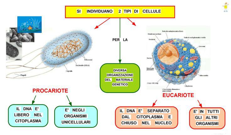 cellule procariote ed eucariote