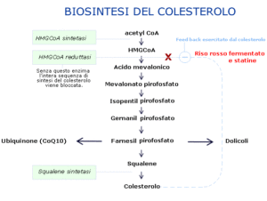Grafico con la biosintesi del colesterolo