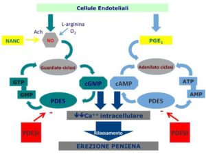 Schema Cellule Endoteliali ed Erezione Peniena