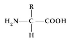 struttura base degli aminoacidi