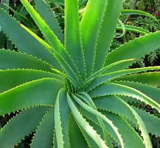 Foto della pianta Aloe Barbadensis