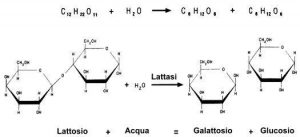 struttura chimica lattosio + acqua = galattosio + glucosio