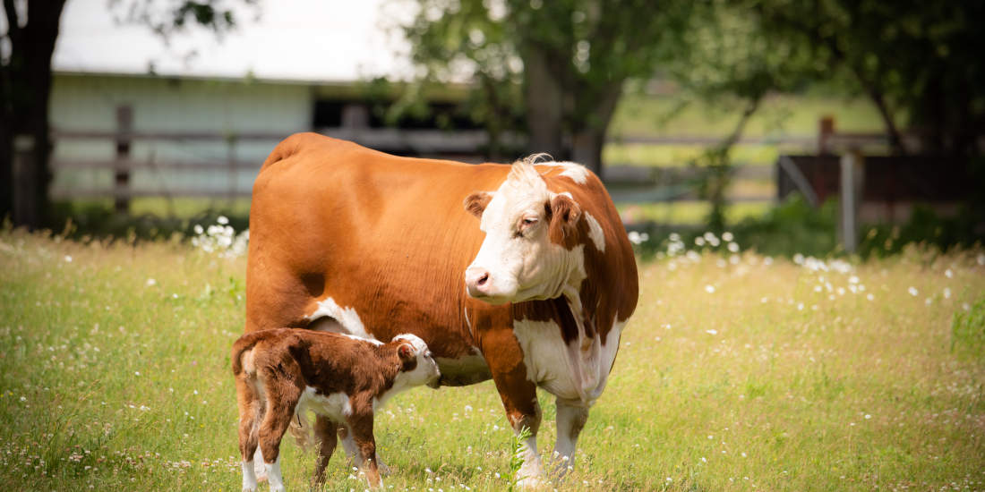 Colostro bovino come integratore: a cosa serve e perché assumerlo